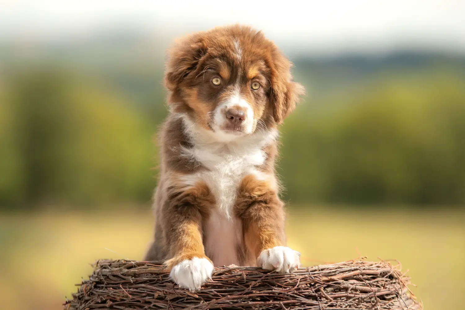 At købe en Australian Shepherd-hvalp betyder at tage ansvar! Køb Australian Shepherd-hvalpe.