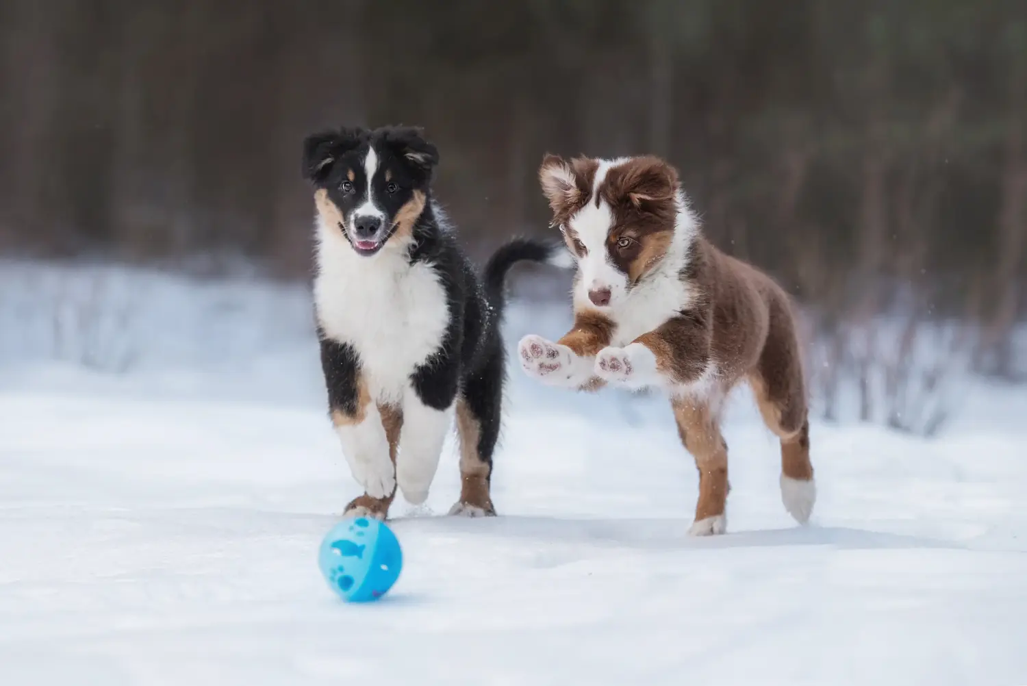 At købe en Australian Shepherd-hvalp betyder at tage ansvar! Køb Australian Shepherd-hvalpe.