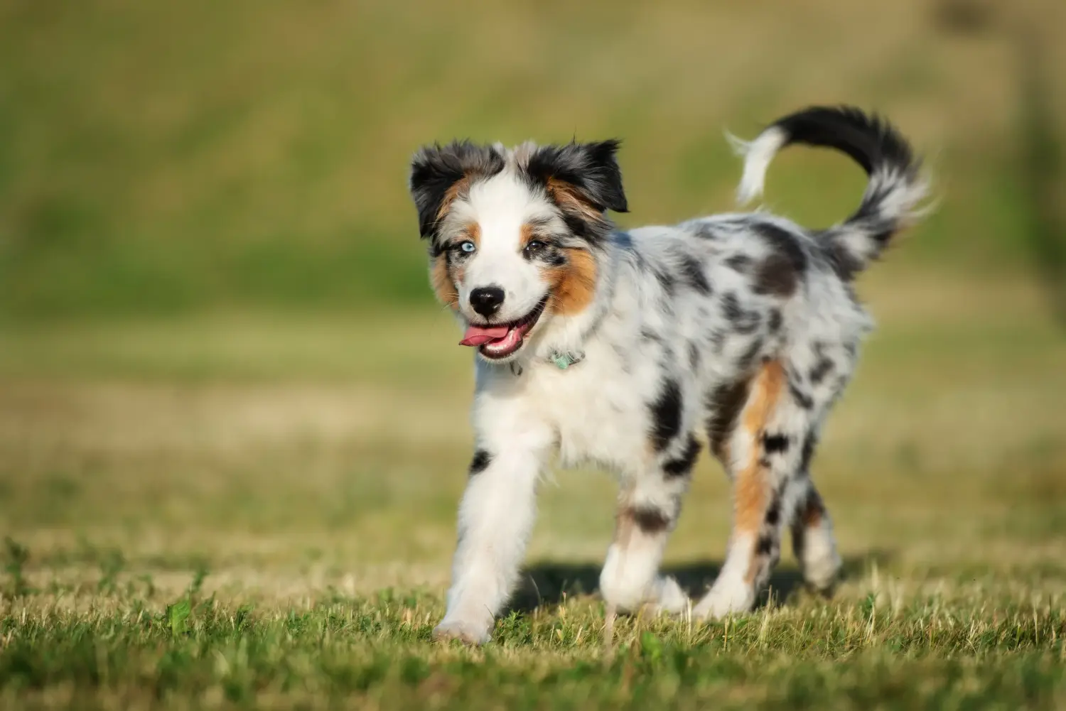 At købe en Australian Shepherd-hvalp betyder at tage ansvar! Køb Australian Shepherd-hvalpe.