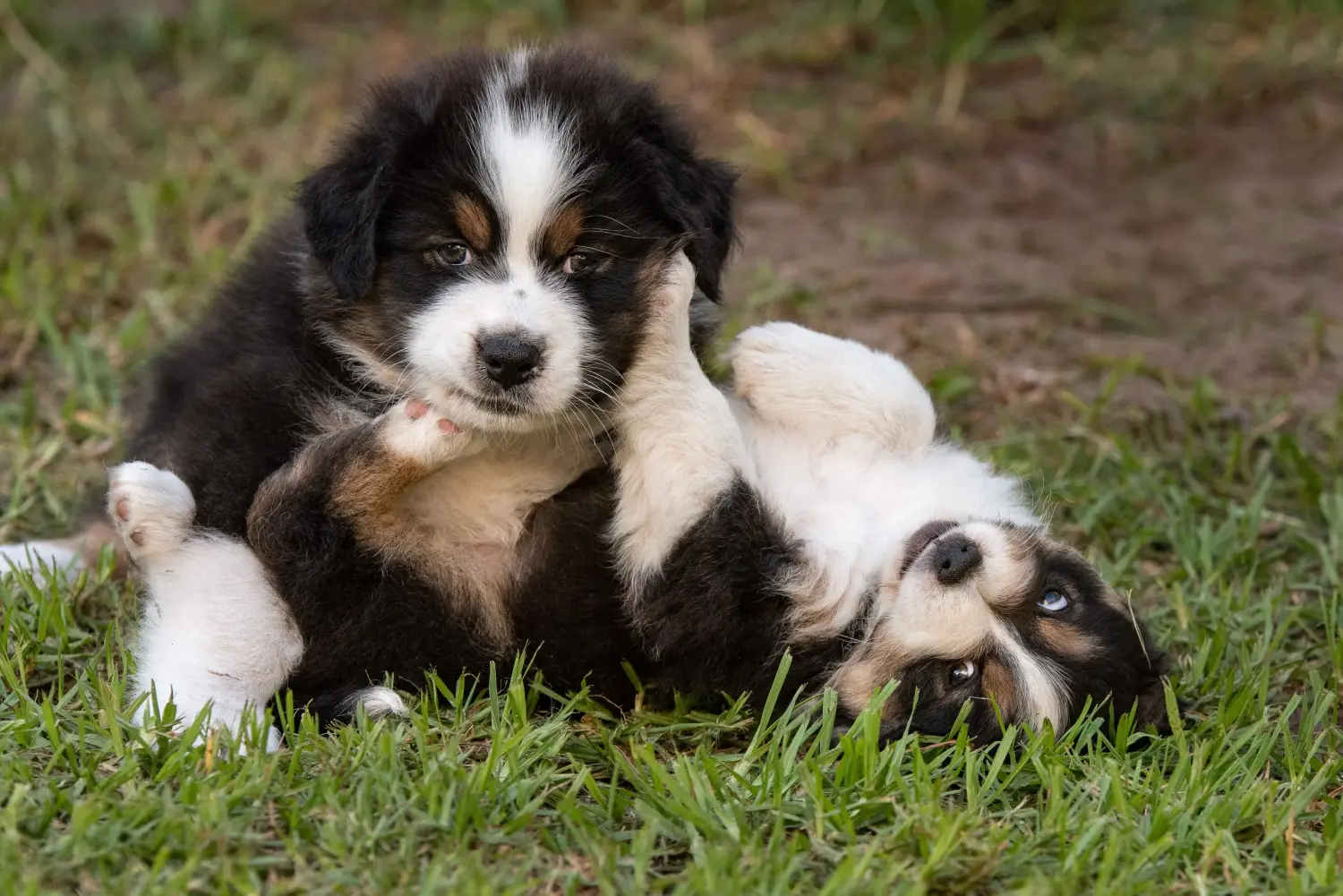 At købe en Australian Shepherd-hvalp betyder at tage ansvar! Køb Australian Shepherd-hvalpe.
