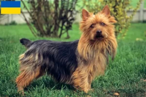 Read more about the article Australian Terrier opdrættere og hvalpe i Ukraine