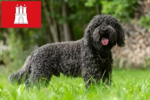 Read more about the article Barbet-opdrættere og hvalpe i Hamborg