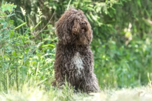 Read more about the article Barbet opdrættere og hvalpe i Midtjylland
