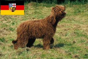Read more about the article Barbet-opdrættere og hvalpe i Saarland