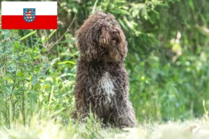 Read more about the article Barbet-opdrættere og hvalpe i Thüringen