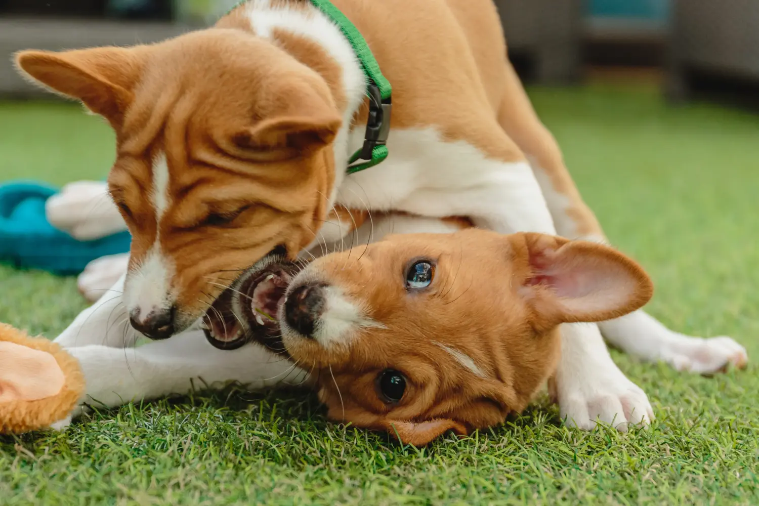 At købe en Basenji-hvalp betyder at tage ansvar! Køb Basenji hvalpe.