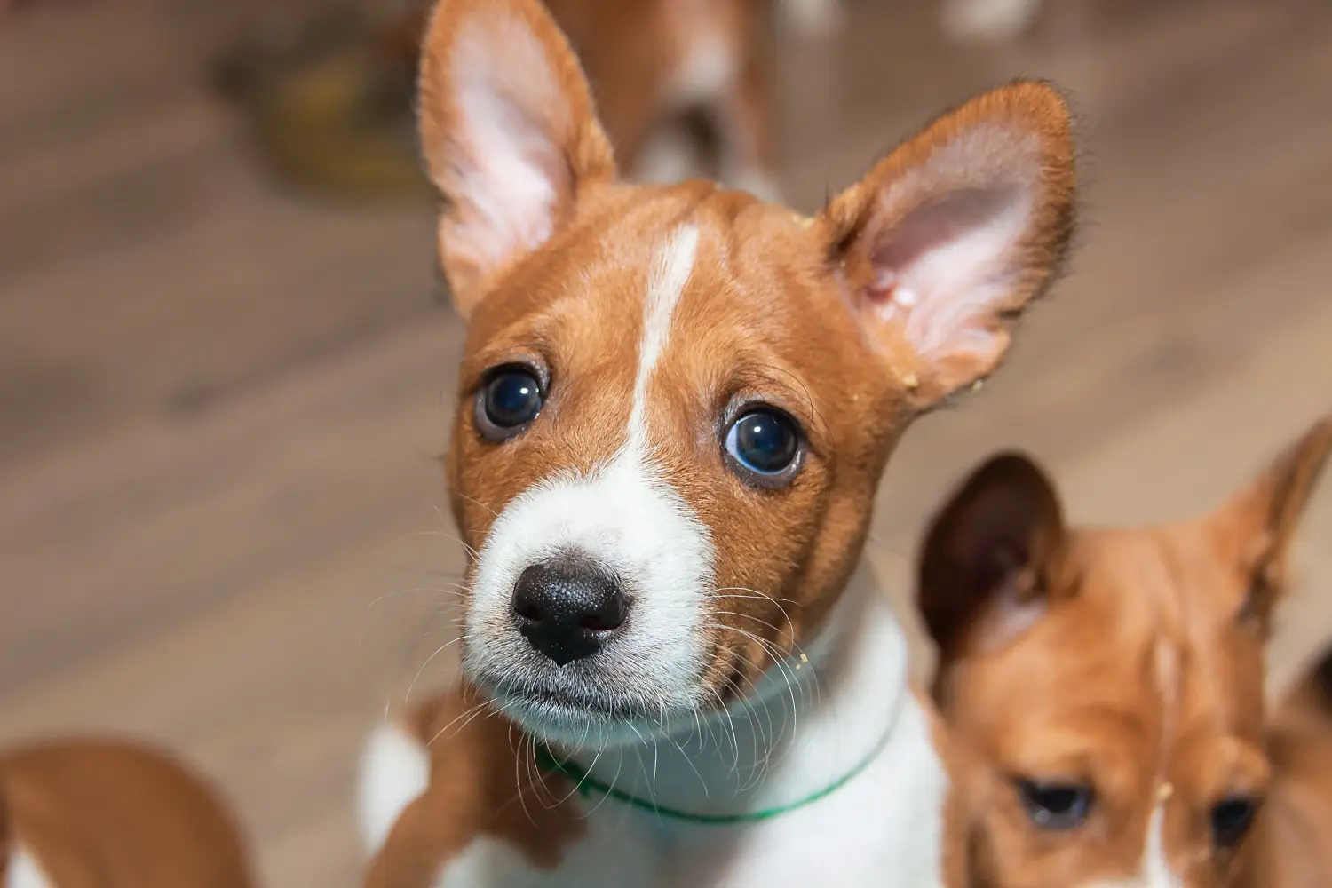 At købe en Basenji-hvalp betyder at tage ansvar! Køb Basenji hvalpe.