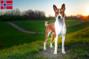 Read more about the article Basenji opdrættere og hvalpe i Norge