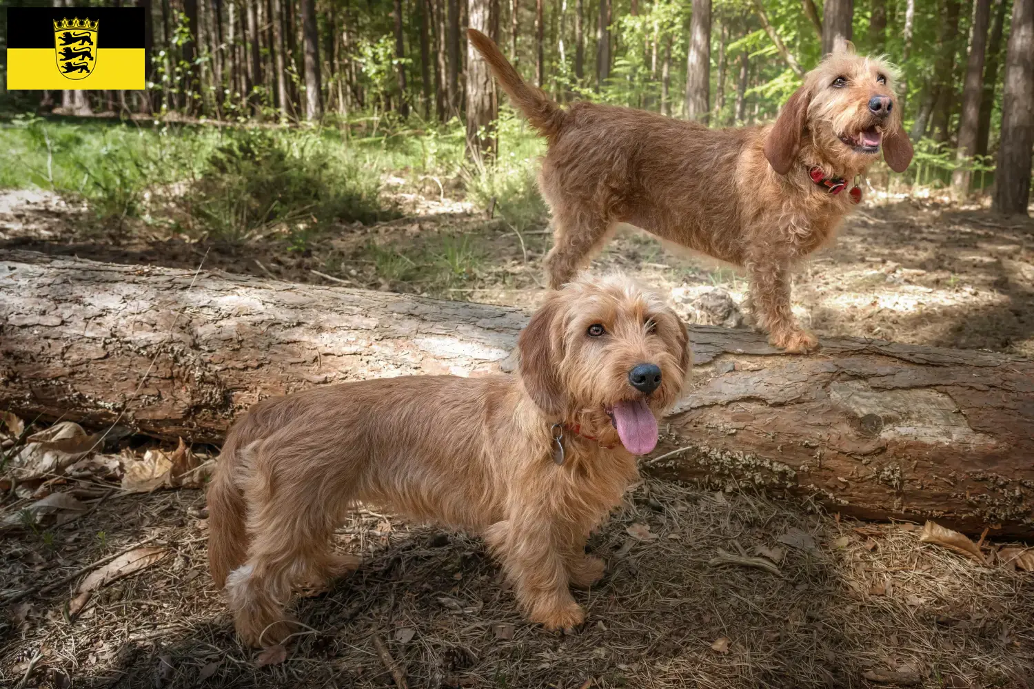 Basset fauve de Bretagne hvalpe og opdrættere Baden-Württemberg Her kan du finde Basset fauve de Bretagne-opdrættere i Baden-Württemberg.
