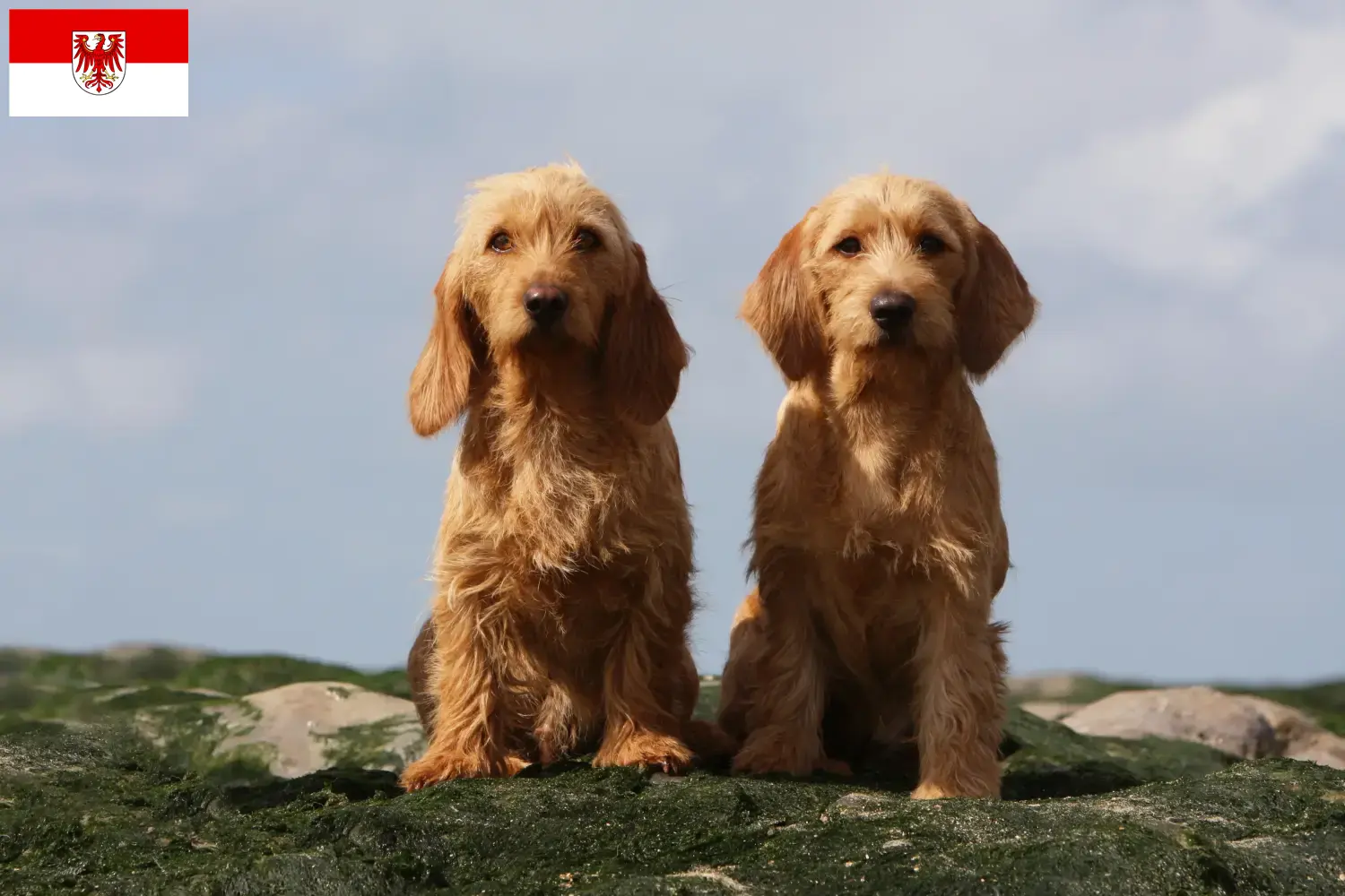 Basset fauve de Bretagne hvalpe og opdrætter Brandenburg Find Basset fauve de Bretagne opdrættere i Brandenburg.