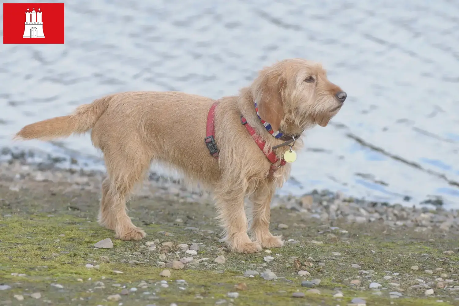Basset fauve de Bretagne hvalpe og opdrættere Hamborg Find Basset fauve de Bretagne-opdrættere i Hamborg her.