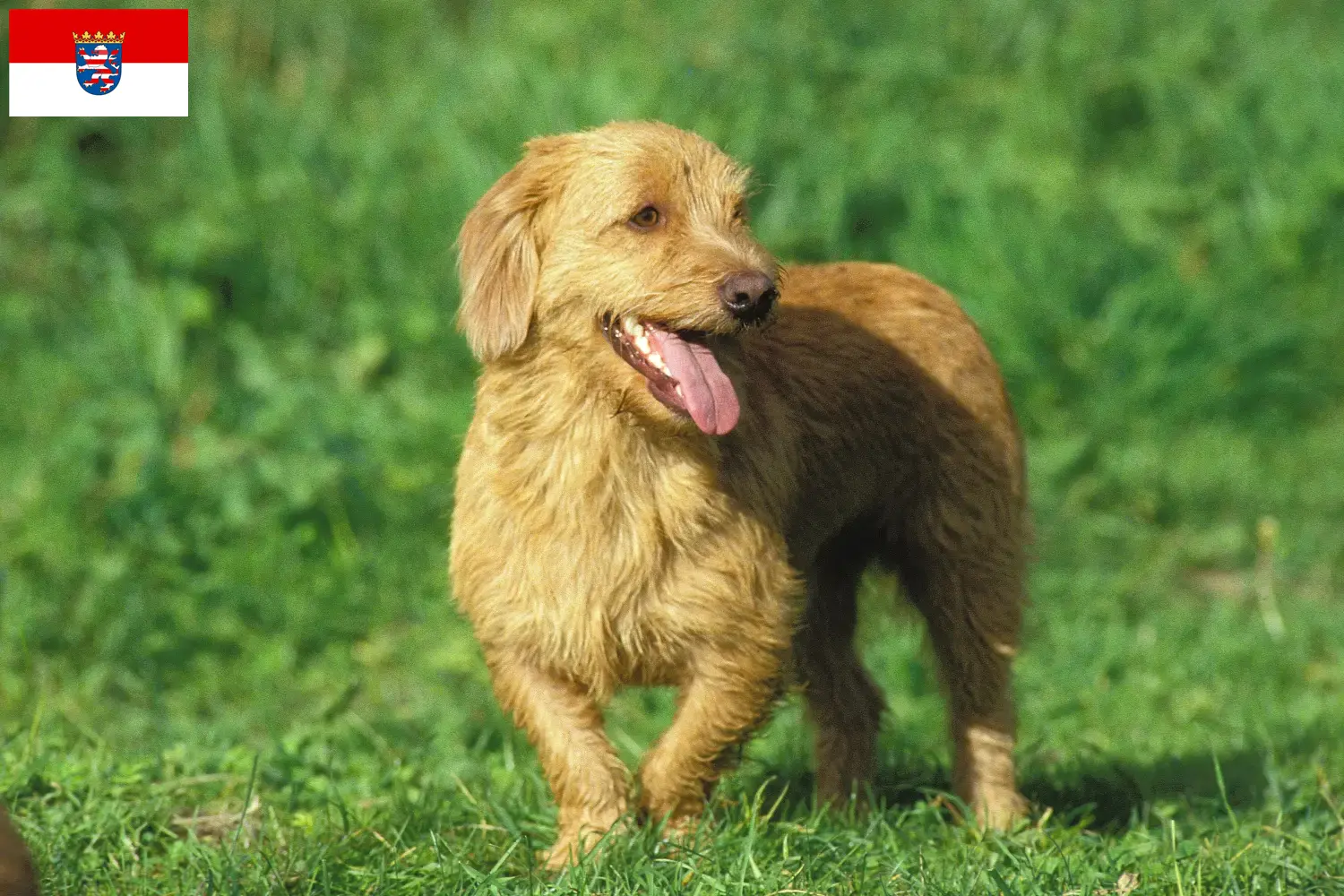 Basset fauve de Bretagne hvalpe og opdrættere Hessen Her kan du finde Basset fauve de Bretagne-opdrættere i Hessen.