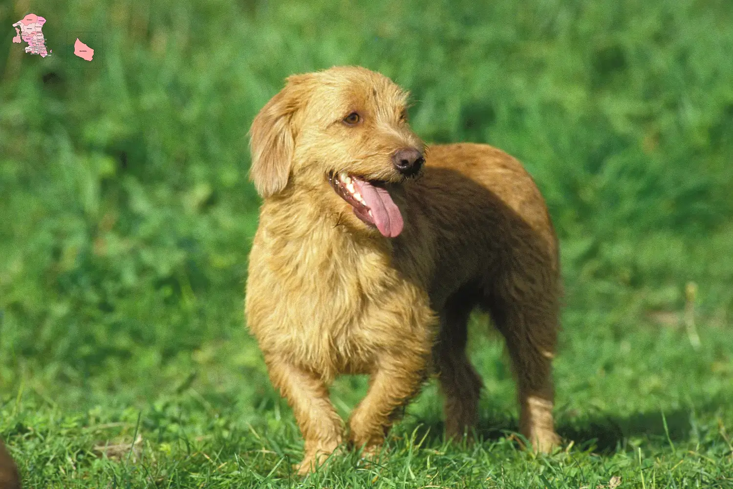 Basset fauve de Bretagne hvalpe og opdrætter Hovedstaden Find Basset fauve de Bretagne opdrættere i Hovedstaden.