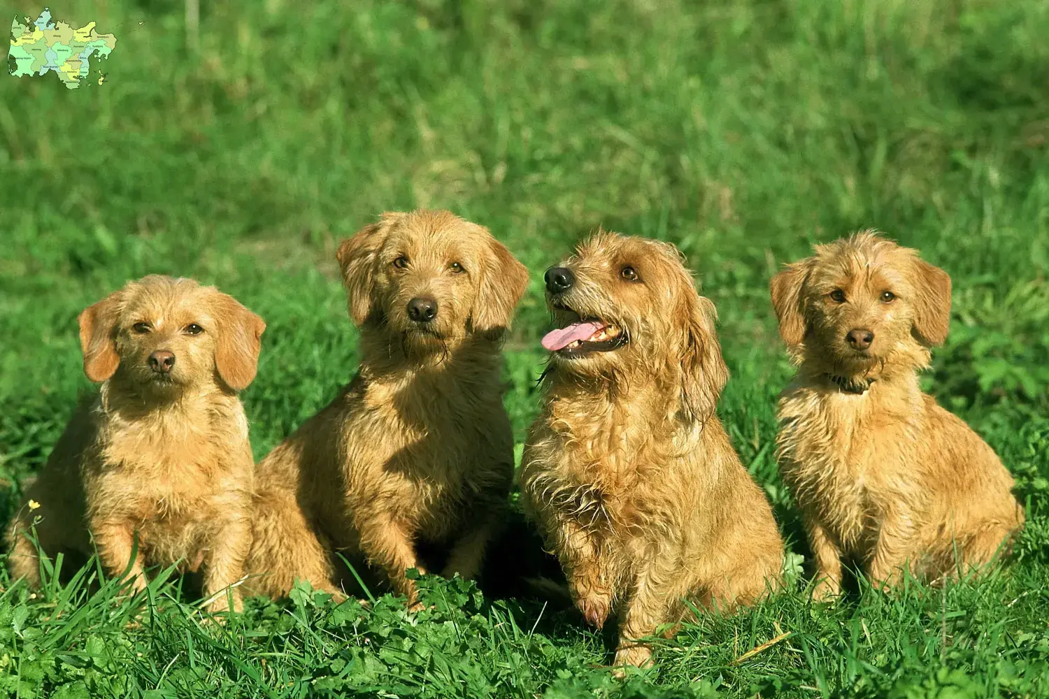 Basset fauve de Bretagne hvalpe og opdrætter Midtjylland Find Basset fauve de Bretagne opdrættere i Midtjylland.