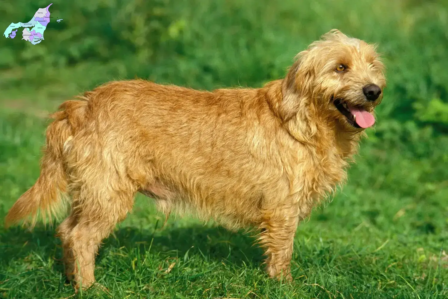 Basset fauve de Bretagne hvalpe og opdrættere Nordjylland Find Basset fauve de Bretagne opdrættere i Nordjylland.