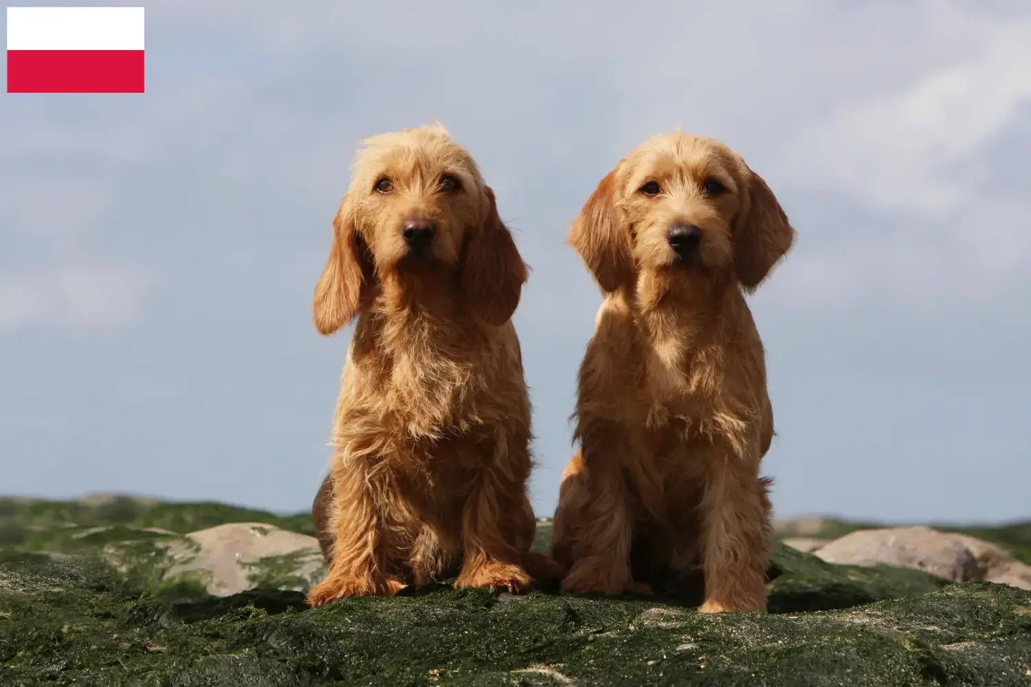 Basset fauve de Bretagne hvalpe og opdrættere Polen Find Basset fauve de Bretagne opdrættere i Polen.