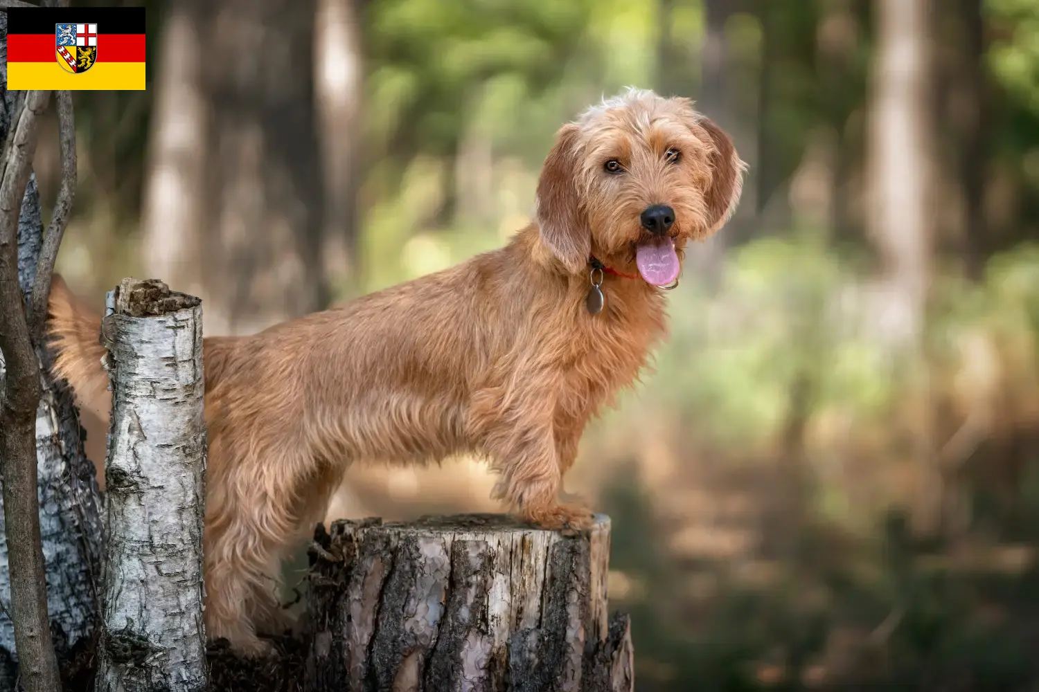 Basset fauve de Bretagne hvalpe og opdrættere Saarland Her kan du finde Basset fauve de Bretagne-opdrættere i Saarland.