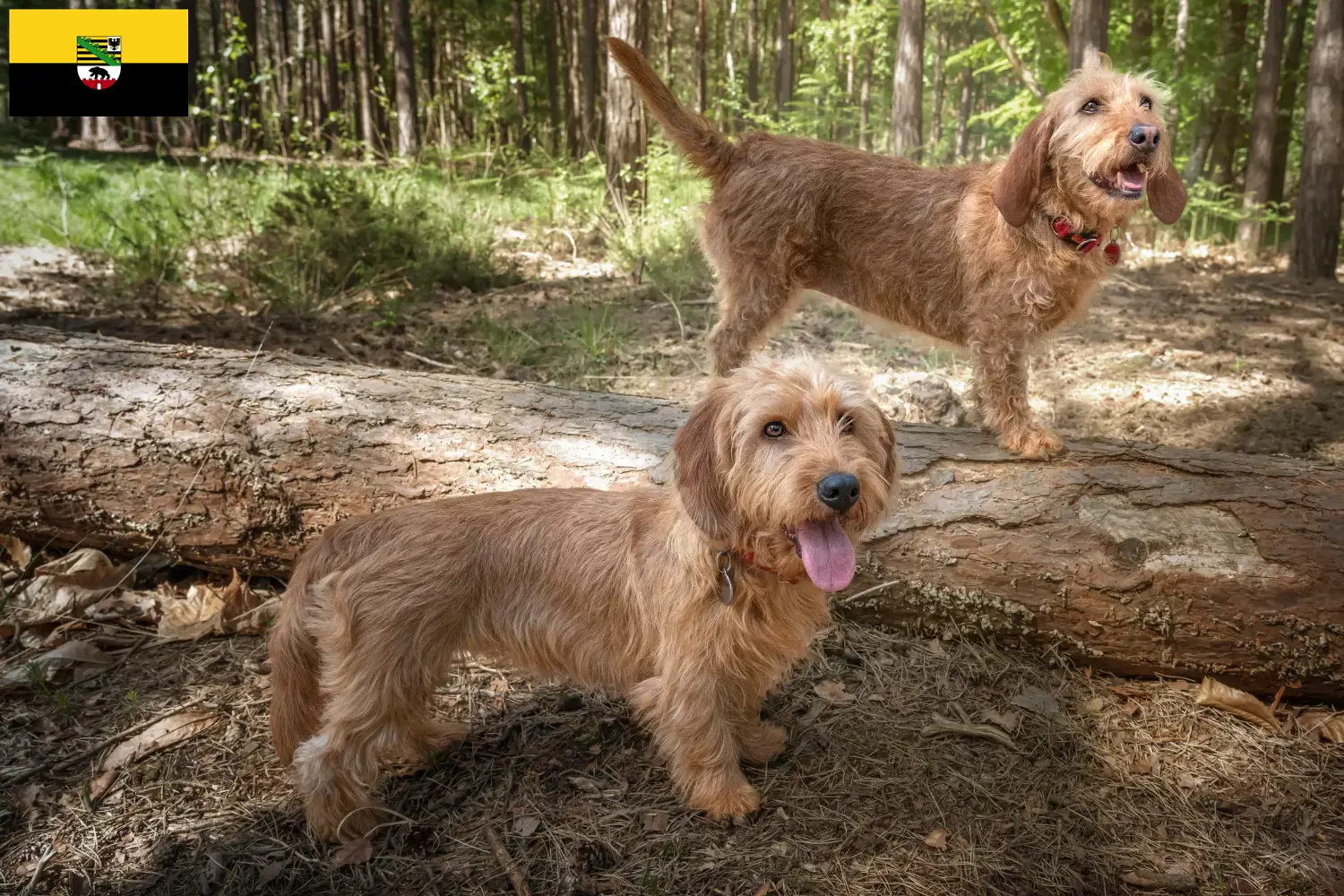 Basset fauve de Bretagne hvalpe og opdrættere Sachsen-Anhalt Find Basset fauve de Bretagne opdrættere i Sachsen-Anhalt.