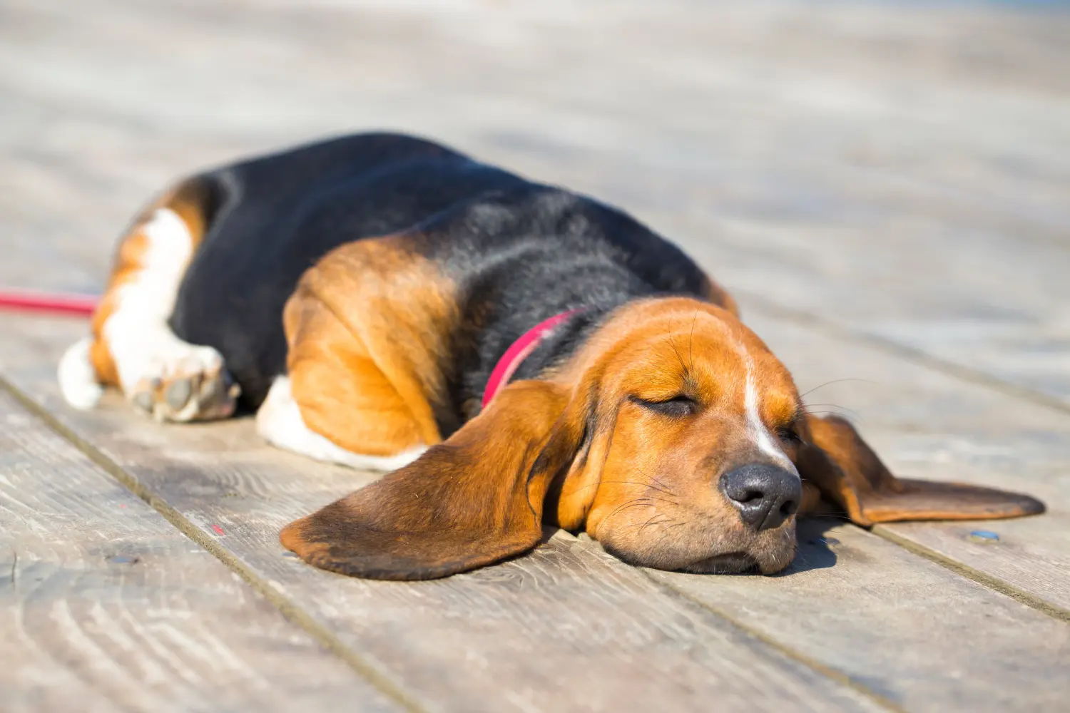 At købe en Basset Hound-hvalp betyder at tage ansvar! Køb Basset Hound-hvalpe.