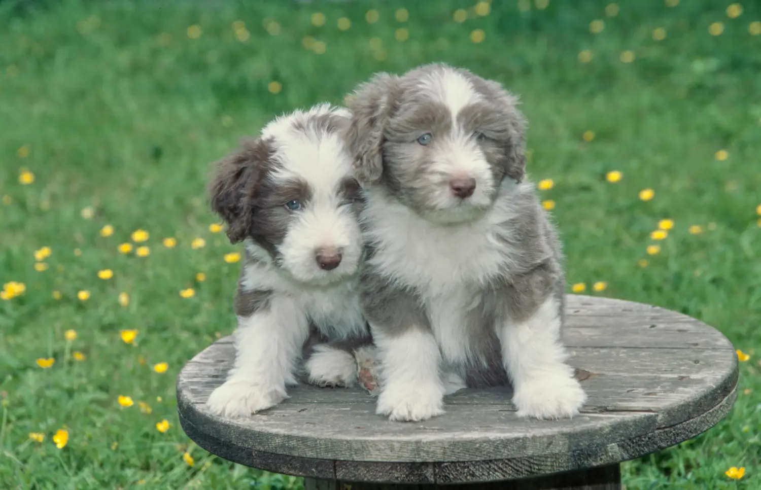 At købe en Bearded Collie-hvalp betyder at tage ansvar! Køb Bearded Collie-hvalpe.