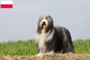 Read more about the article Bearded Collie opdrættere og hvalpe i Polen