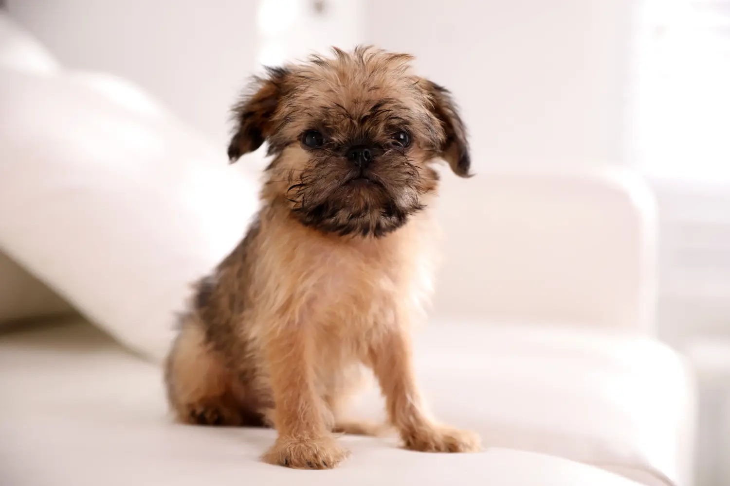 At købe en belgisk dværggriffonhvalp betyder at tage ansvar! Køb Belgisk Dværg Griffon hvalpe.