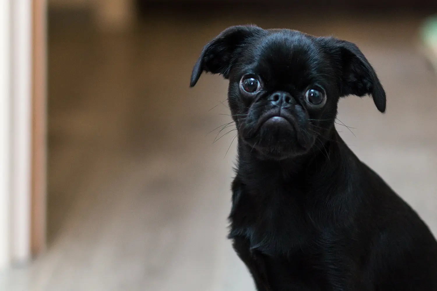At købe en belgisk dværggriffonhvalp betyder at tage ansvar! Køb Belgisk Dværg Griffon hvalpe.