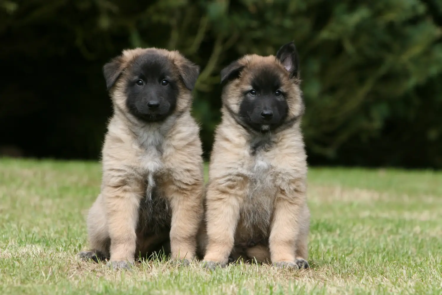 At købe en belgisk hyrdehvalp betyder at tage ansvar! Køb belgiske hyrdehundehvalpe.