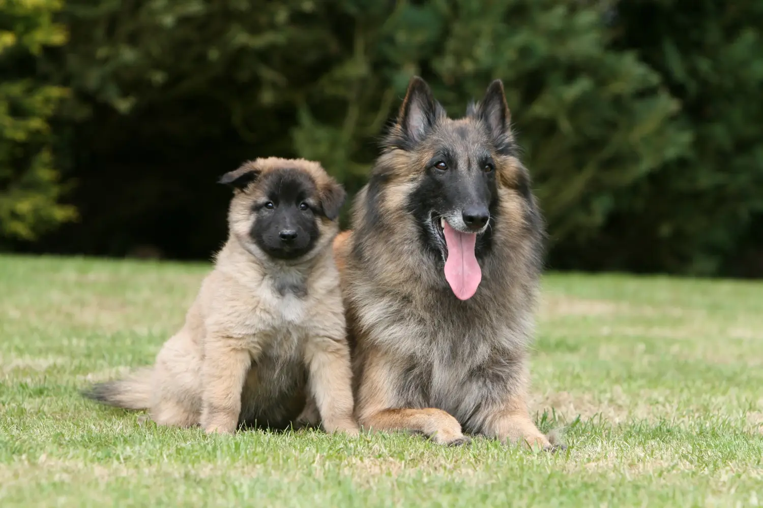 At købe en belgisk hyrdehvalp betyder at tage ansvar! Køb belgiske hyrdehundehvalpe.