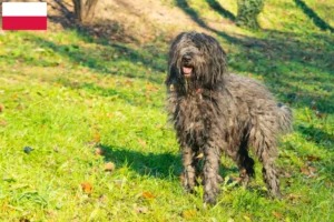 Read more about the article Bergamasco hyrdehundeopdrætter og hvalpe i Polen