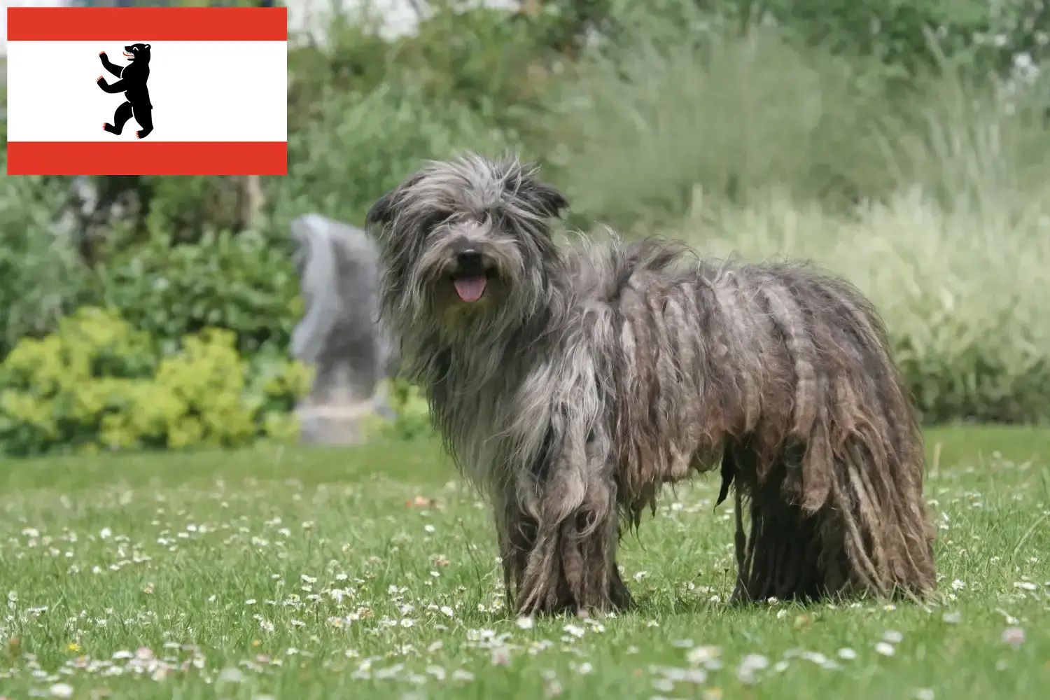 Berger des Pyrenees hvalpe og opdrættere Berlin Her kan du finde Berger des Pyrénées-opdrættere i Berlin.