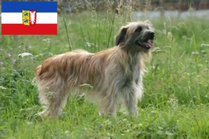 Read more about the article Berger des Pyrenees opdrættere og hvalpe i Slesvig-Holsten