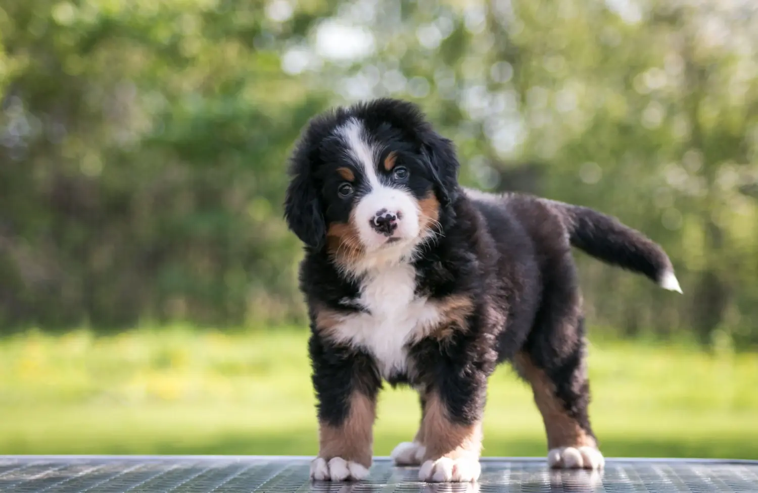 At købe en berner sennenhundehvalp betyder at tage ansvar! Køb Berner Sennenhundehvalpe.