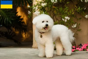 Read more about the article Bichon Frisé opdrættere og hvalpe i Ukraine