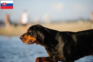 Read more about the article Black and Tan Coonhound opdrættere og hvalpe i Slovakiet