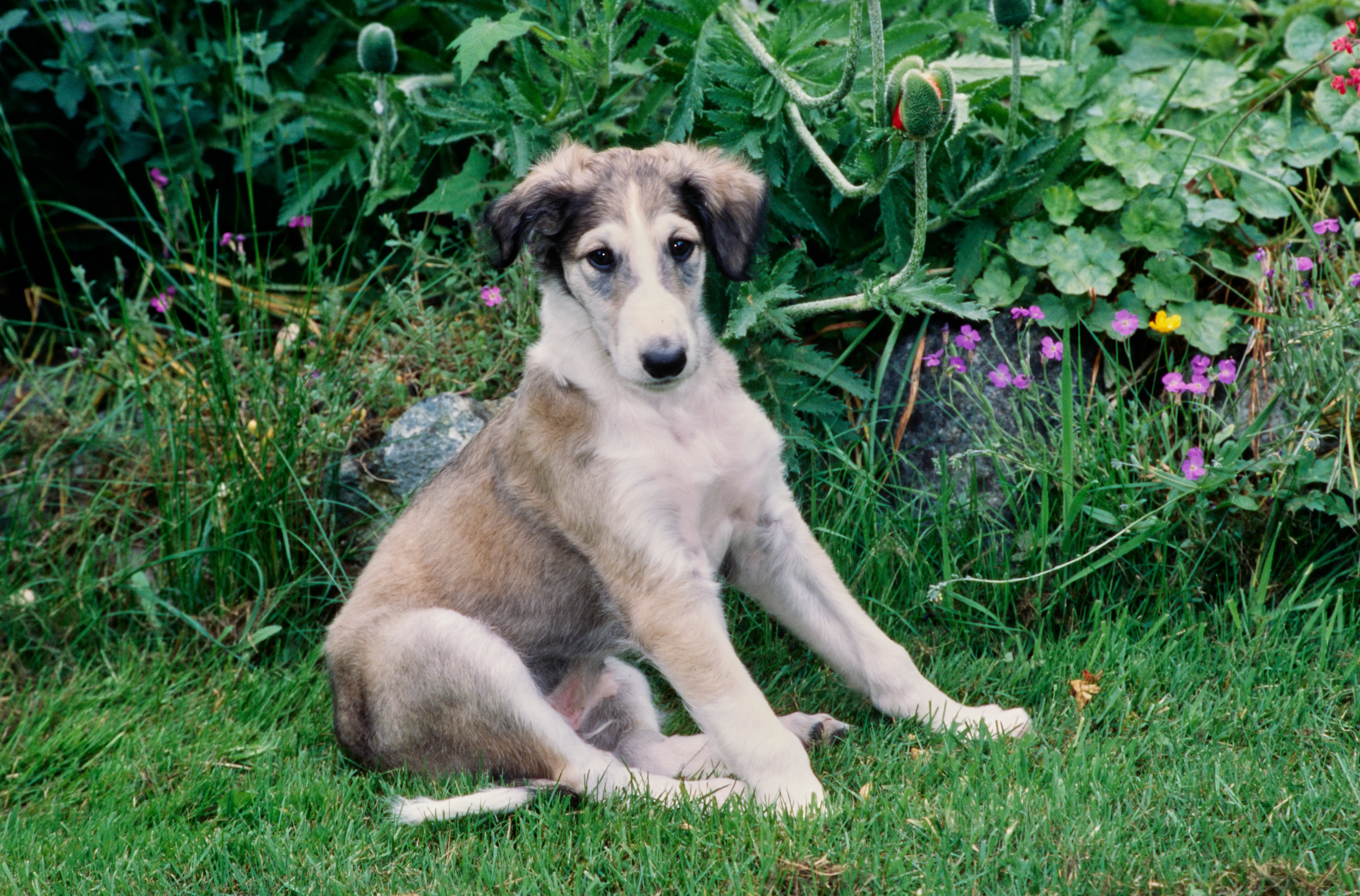 At købe en borzoi-hvalp betyder at tage ansvar! Køb borzoi-hvalpe.