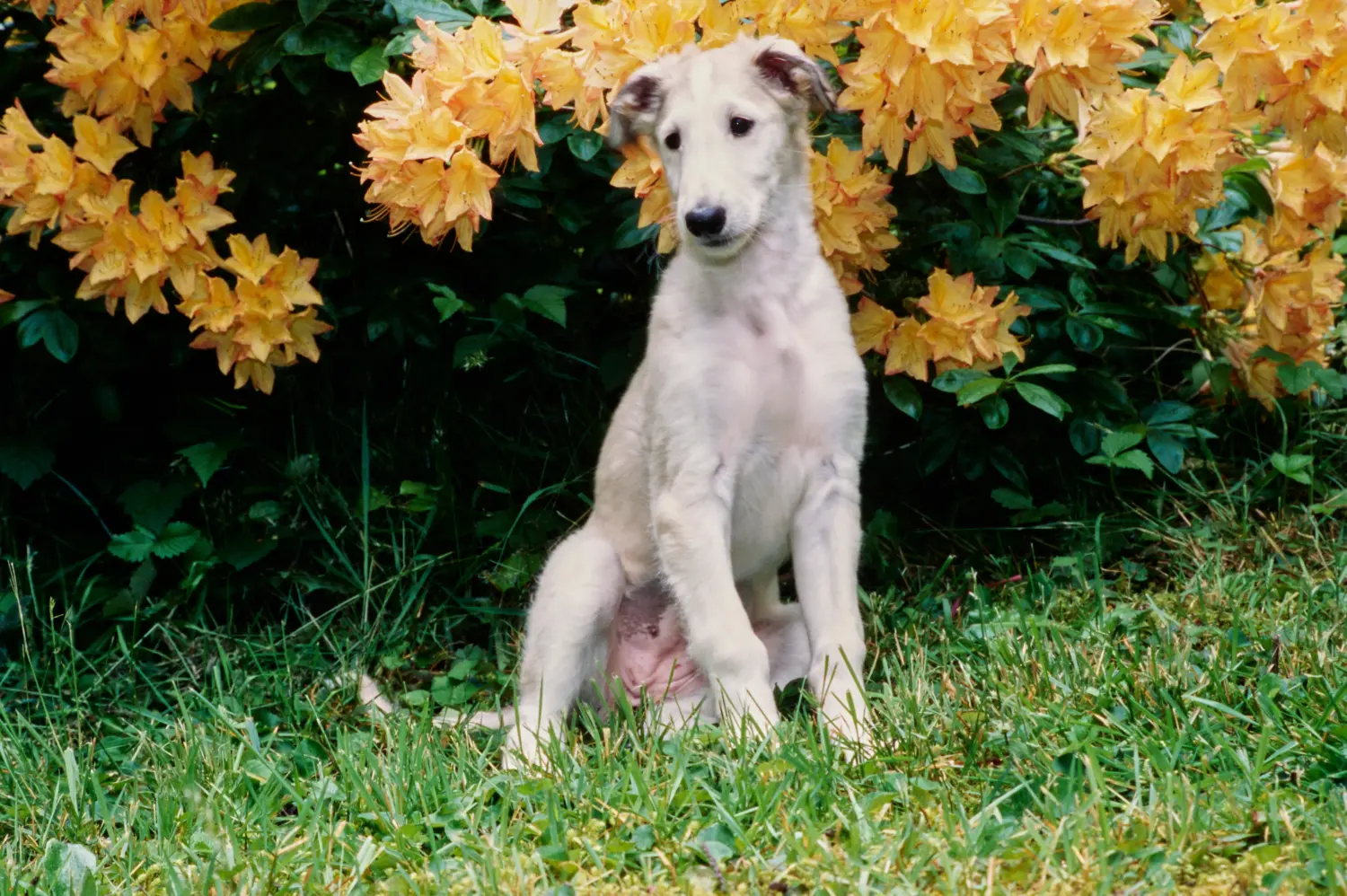 At købe en borzoi-hvalp betyder at tage ansvar! Køb borzoi-hvalpe.