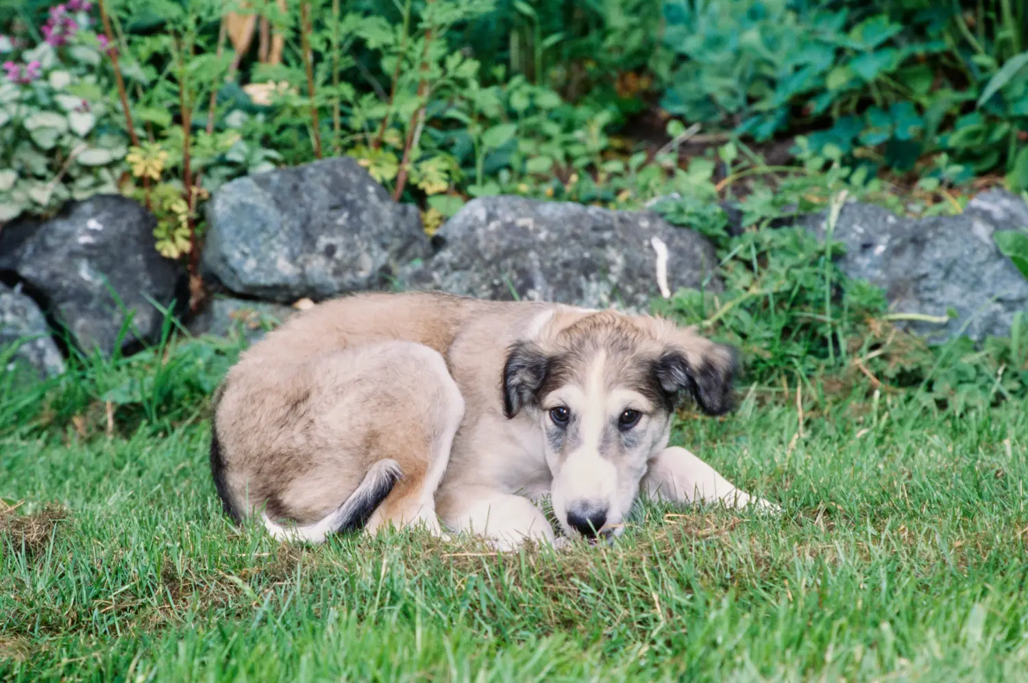 At købe en borzoi-hvalp betyder at tage ansvar! Køb borzoi-hvalpe.