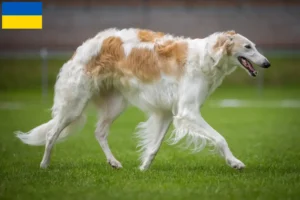 Read more about the article Borzoi-opdrættere og hvalpe i Ukraine