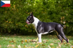 Read more about the article Boston Terrier opdrættere og hvalpe i Tjekkiet