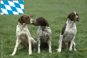 Read more about the article Braque français type Pyrénées opdrættere og hvalpe i Bayern