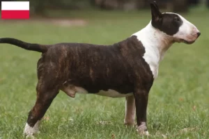 Read more about the article Bull Terrier-opdrættere og hvalpe i Polen