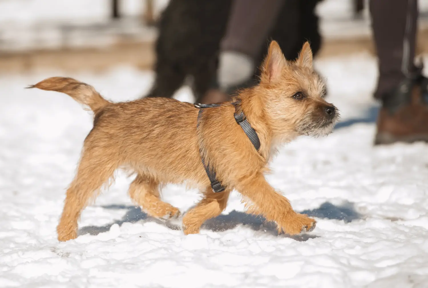 At købe en Cairn Terrier-hvalp betyder at tage ansvar! Køb Cairn Terrier hvalpe.