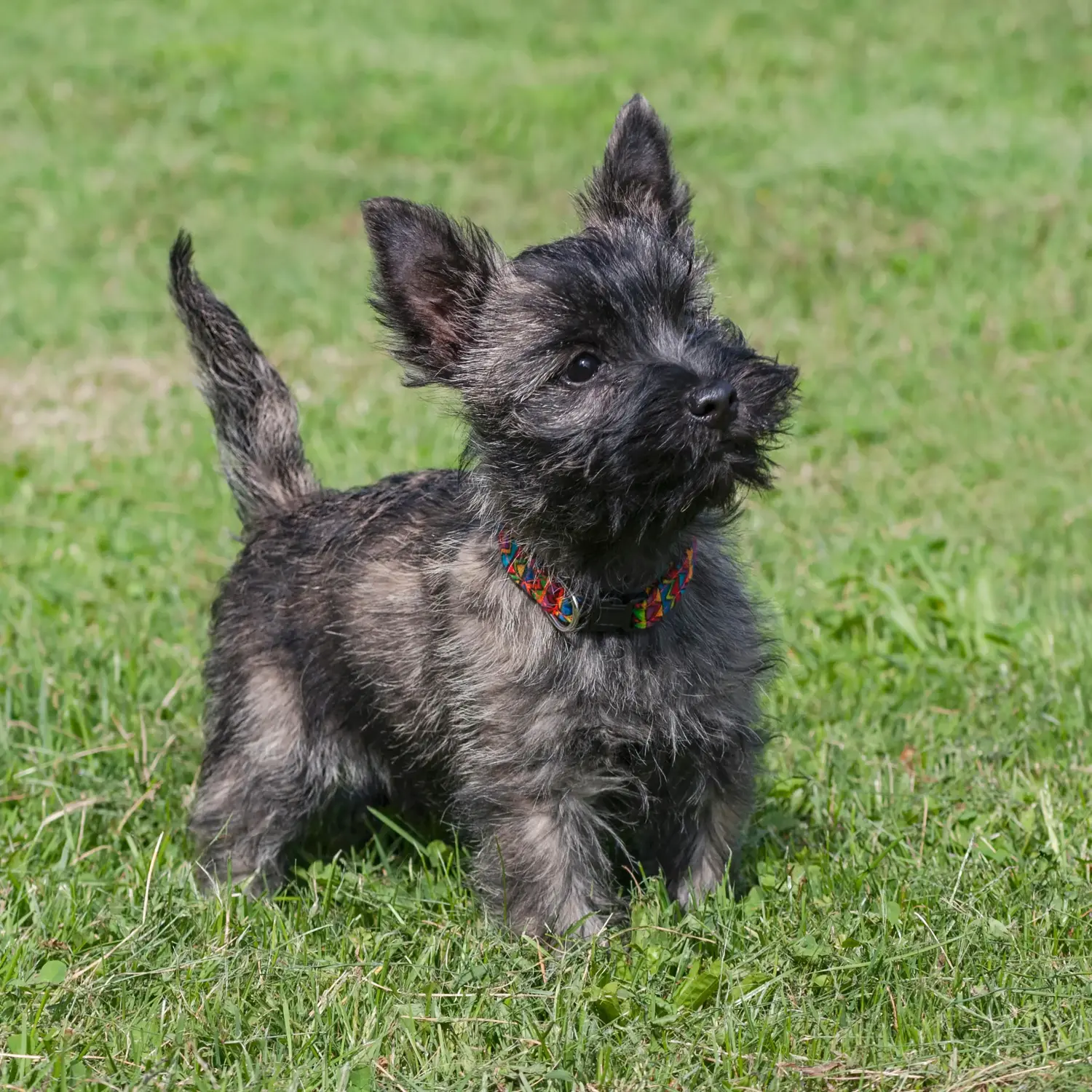 At købe en Cairn Terrier-hvalp betyder at tage ansvar! Køb Cairn Terrier hvalpe.