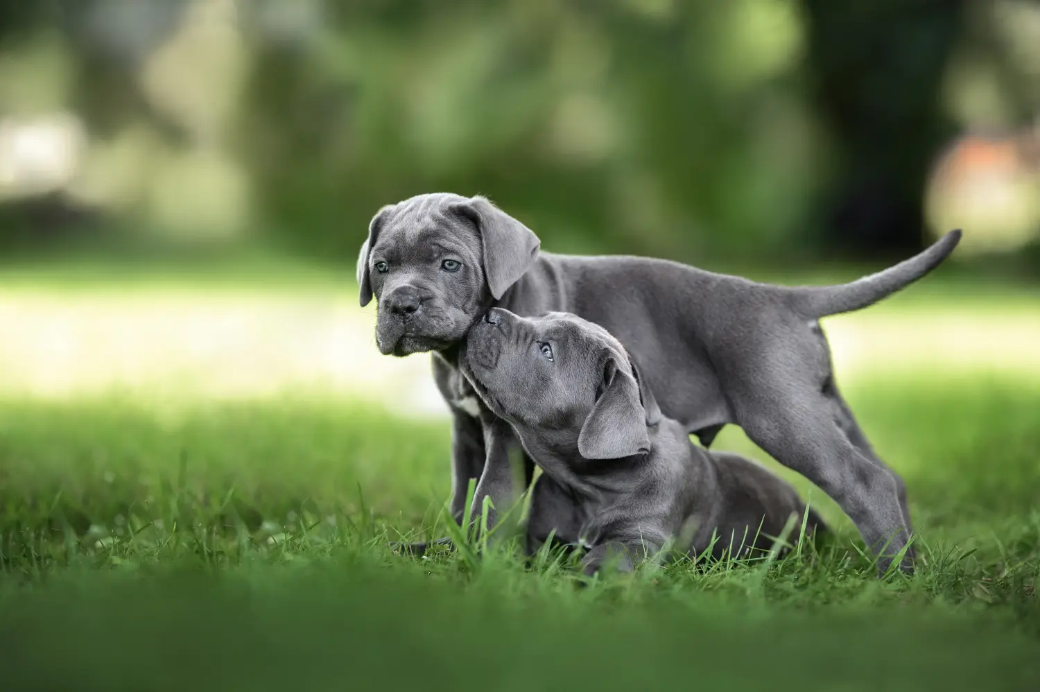 At købe en Cane Corso Italiano-hvalp betyder at tage ansvar! Køb Cane Corso Italiano hvalpe.