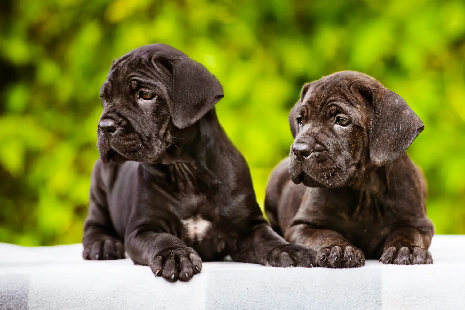 At købe en Cane Corso Italiano-hvalp betyder at tage ansvar! Køb Cane Corso Italiano hvalpe.