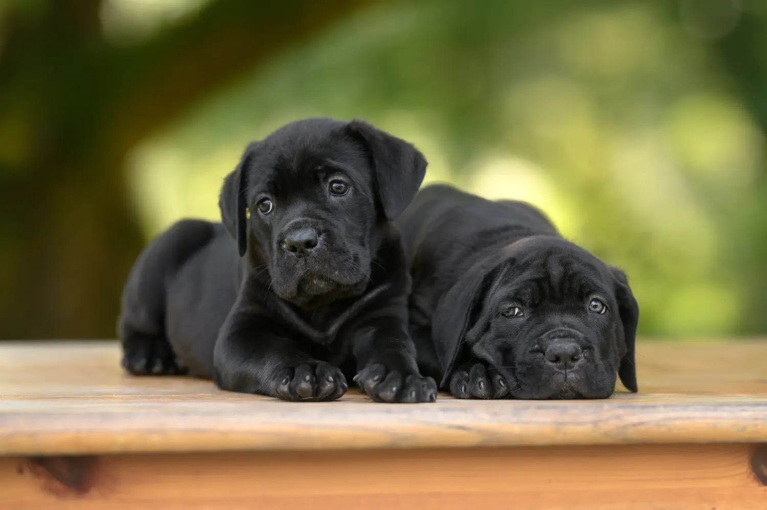 At købe en Cane Corso Italiano-hvalp betyder at tage ansvar! Køb Cane Corso Italiano hvalpe.