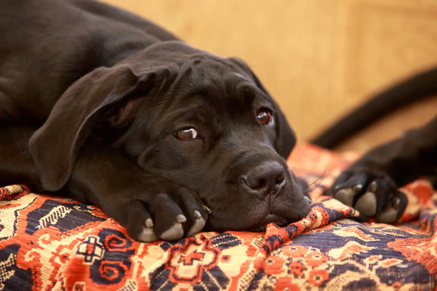 At købe en Cane Corso Italiano-hvalp betyder at tage ansvar! Køb Cane Corso Italiano hvalpe.