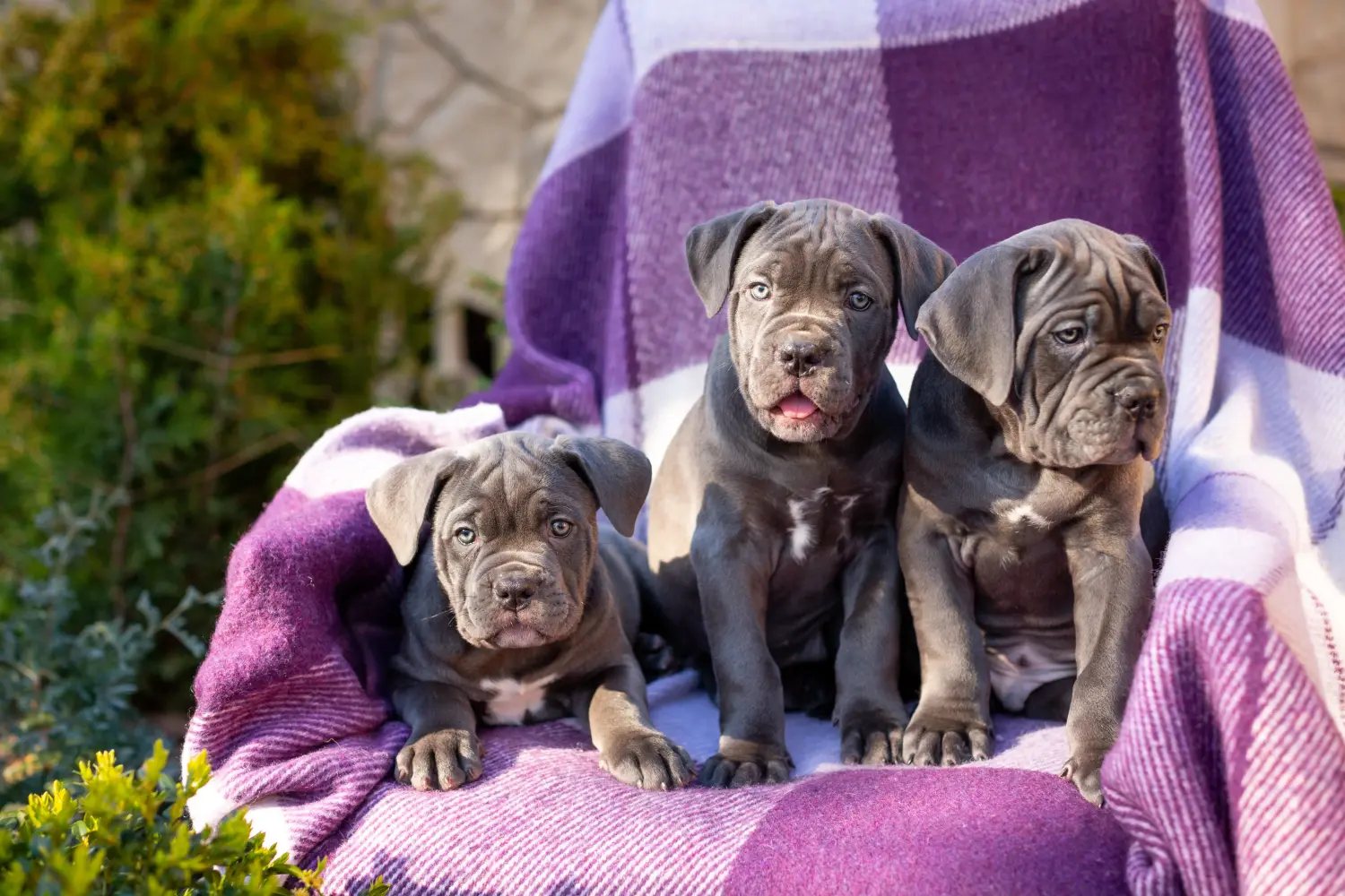 At købe en Cane Corso Italiano-hvalp betyder at tage ansvar! Køb Cane Corso Italiano hvalpe.