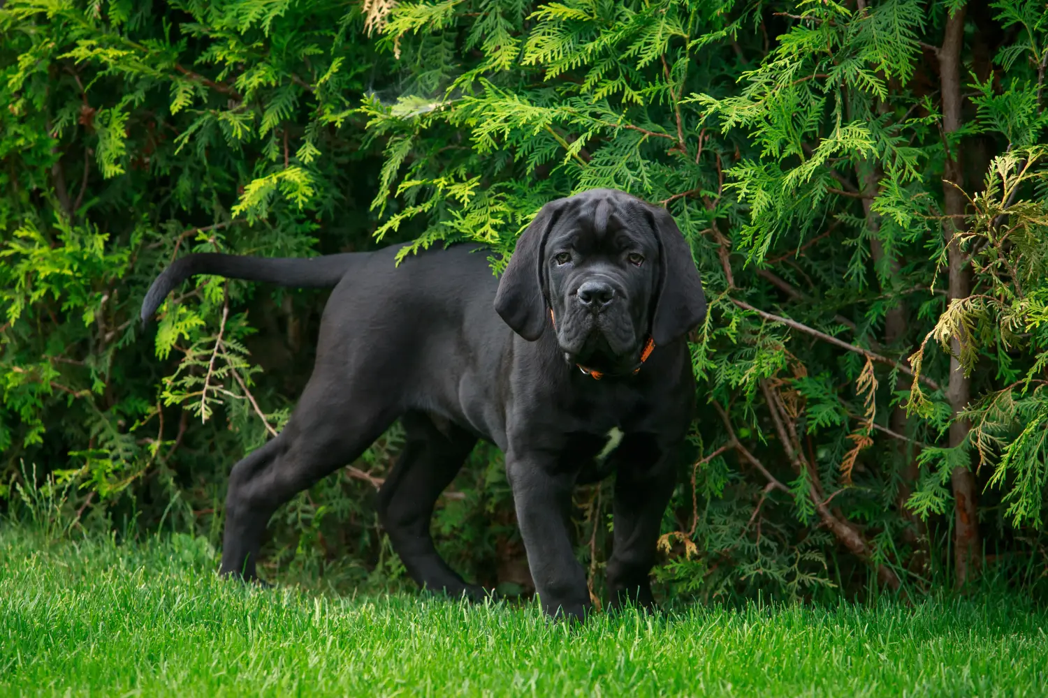 At købe en Cane Corso Italiano-hvalp betyder at tage ansvar! Køb Cane Corso Italiano hvalpe.